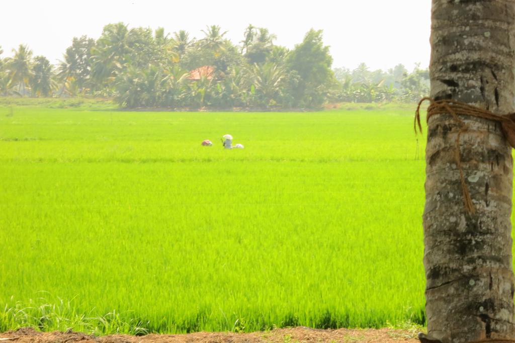 Marari Secret Beach Yoga Homestay Mararikulam Kültér fotó
